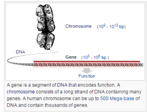 gene